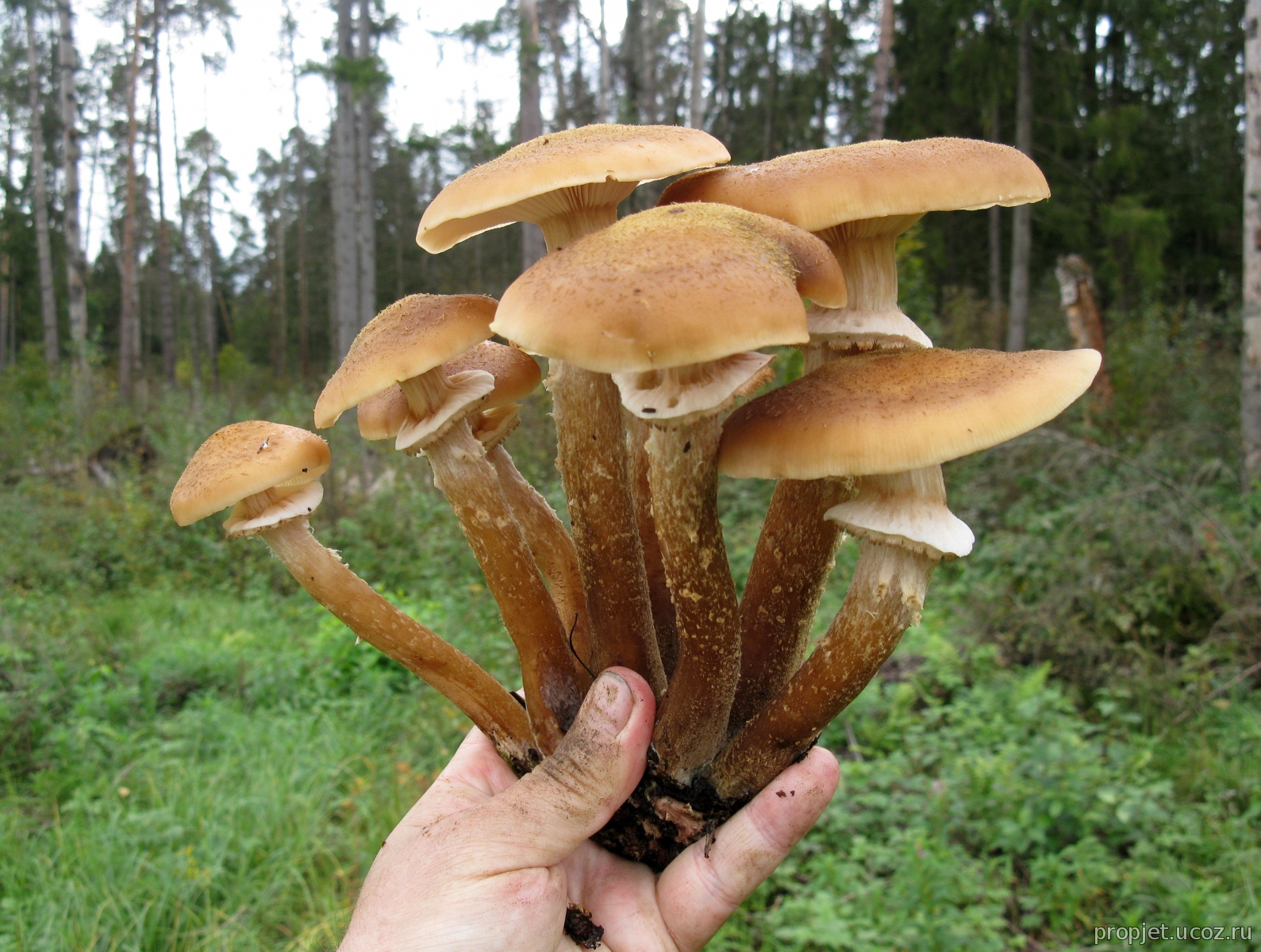 гриб ложный опенок фото